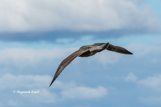 juvenil heringsmoewe vogel flug