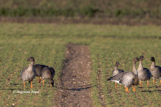 pink-footed geese on arable land
