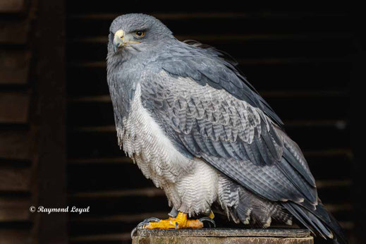 blaubussard vogel portrait