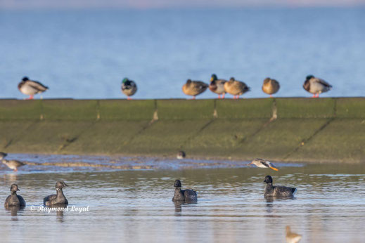 ringelgans gans vogel schwimmt wasser
