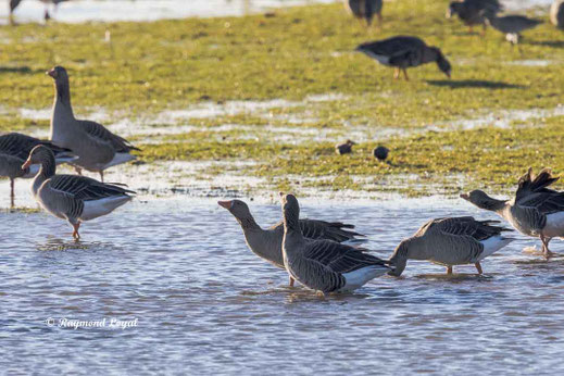 graugans steht im wasser