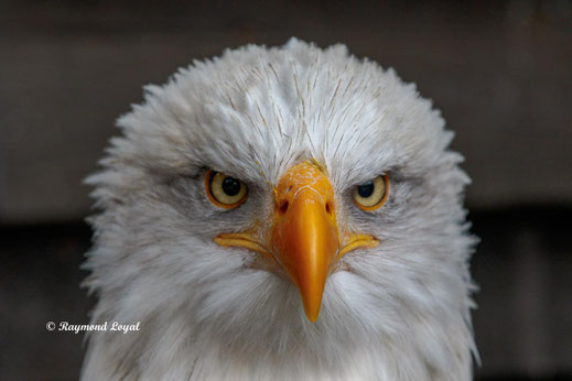 weisskopfseeadler kopf portrait