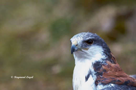 rotrueckenbussard vogel portrait