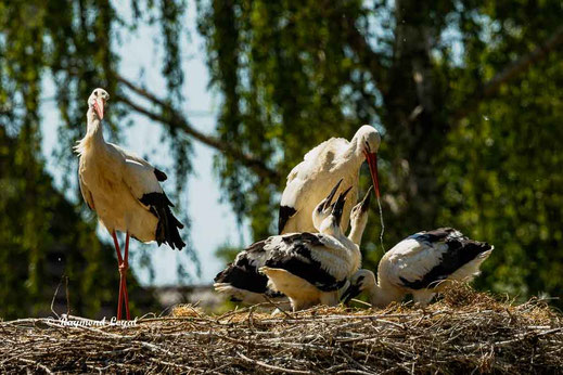 weiss storch altvogel jungvogel trinken