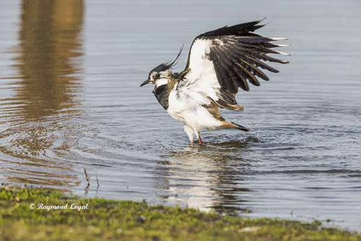 kiebitz badet im wasser