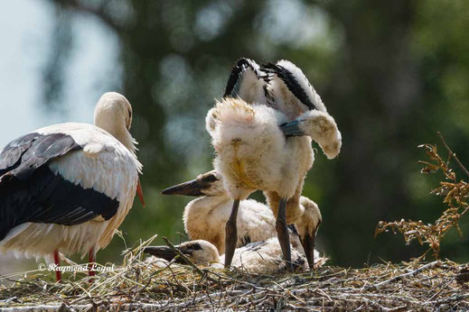 weiss storch jungvogel