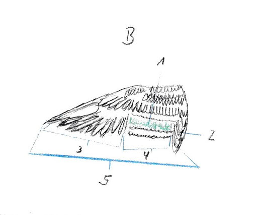 topographie vogelfluegel oberseite