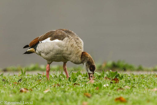 nilgans
