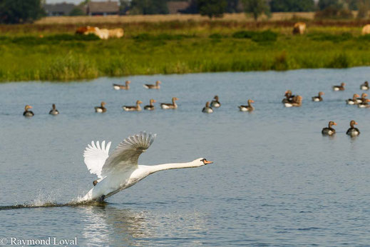 Mute swan Cygnus olor