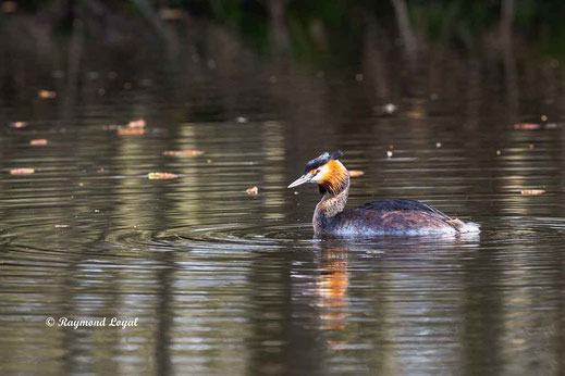 haubentaucher schwimmt im wasser