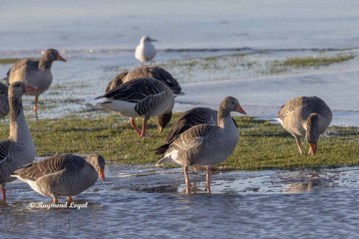 graugans am wasser