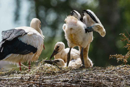 weiss storch jungvogel
