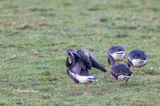 blaessgans vogel wiese