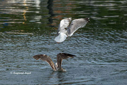 silbermoewe vogel flug schwimmen wasser