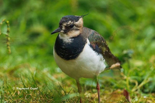 kiebitz watvogel
