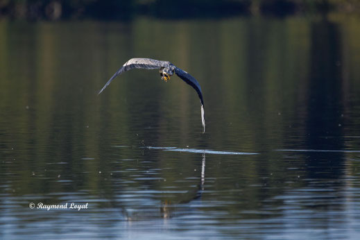 graureiher vogel flug wasser