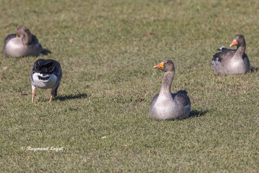 graugans auf gruener wiese