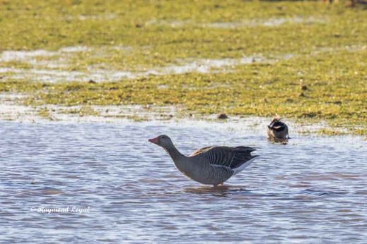 graugans steht im wasser