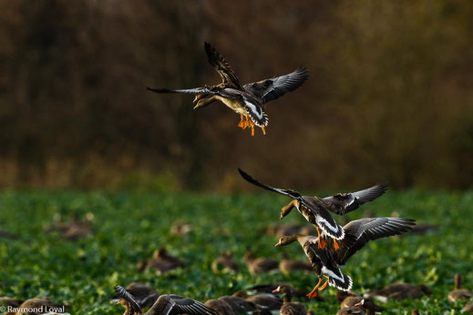 blaessgaense im flug