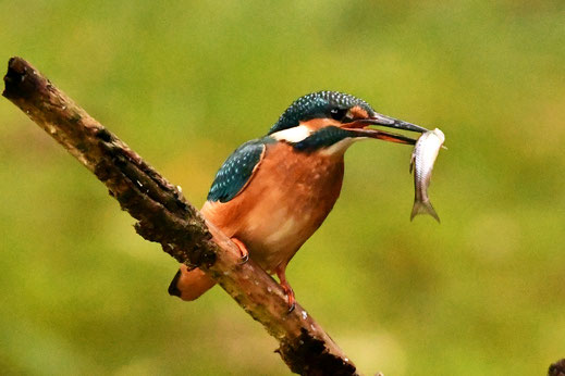 Eisvogel mit Fisch  