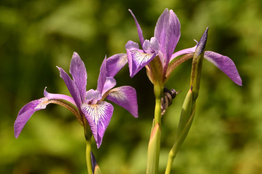 Die blaue Sibirische Schwertlilie