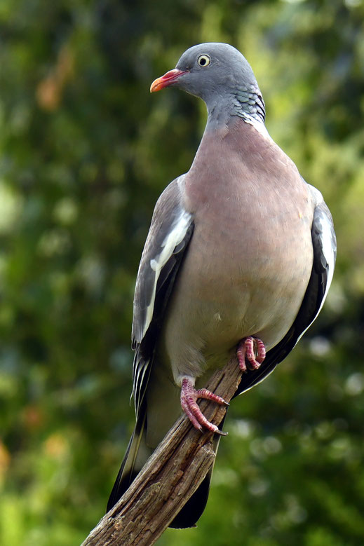 Sie ist unsere auffälligste und größte Wildtaube: Die Ringeltaube