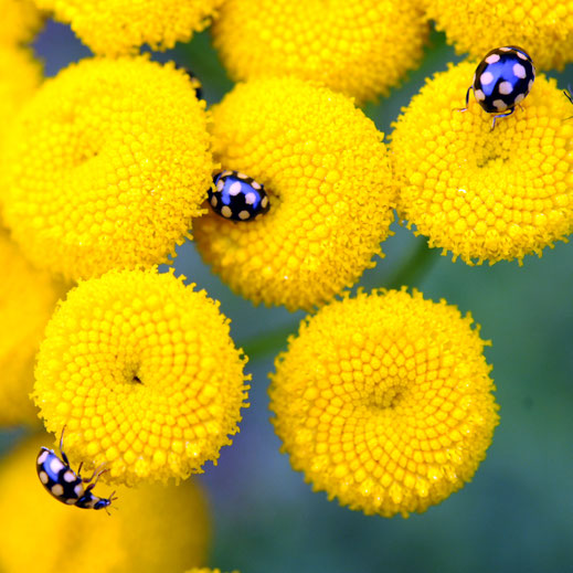 Besonders Marienkäfer und Bienen werden vom intensiven Geruch des Rainfarns angezogen