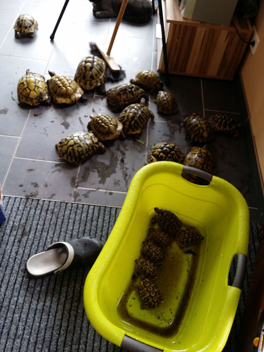 Was tun in der Not, wenn Inserieren nicht erlaubt ist?