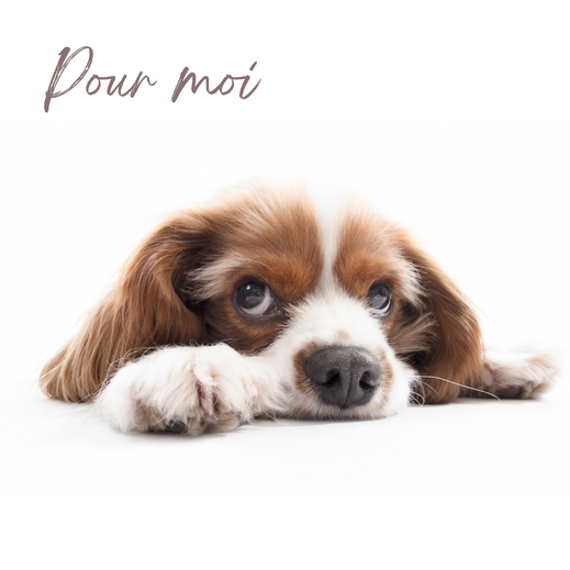 Reiki pour les animaux chien