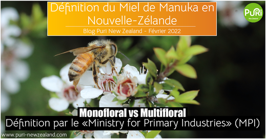 Photo de très haute qualité d'une abeille en train de butiner une fleur de Manuka de Nouvelle-Zélande