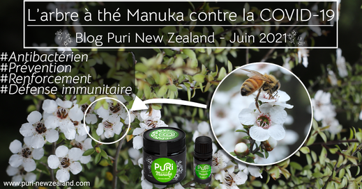L'arbre à thé contre la COVID-19 blog juin 2021 pot de Miel de Manuka flacon de d'huile essentielle de Manuka de Nouvelle-Zélande et abeille sur fleur de Manuka
