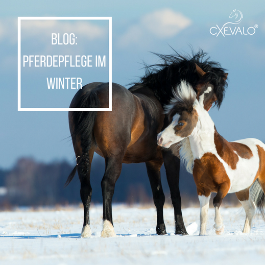 Pferd und Pony im Schnee