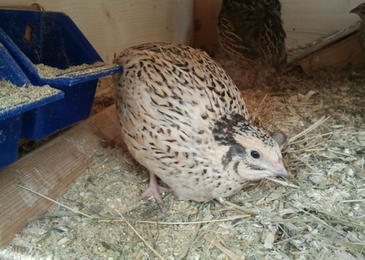 Wachteldame im Farbschlag Goldsprenkel 