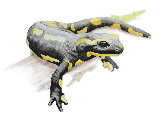 Touraine Terre d'Histoire - illustration naturaliste - salamandre tachetée