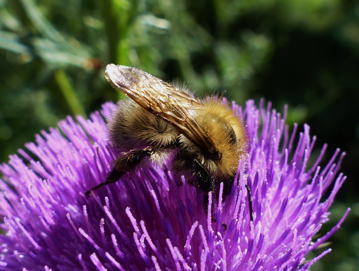 Ackerhummel auf Distel: Franziska Wagner