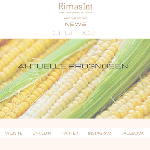 News Crop 2021 Mais Corn Kukuřice