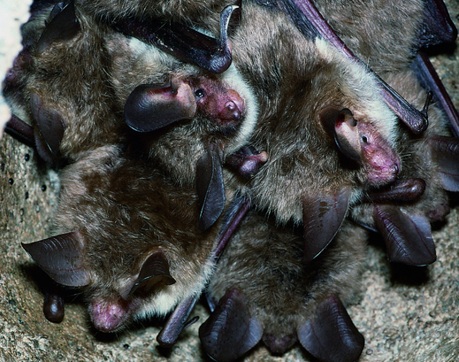 Kolonie Bechsteinfledermäuse in einem Fledermauskasten Foto: M. Hammer