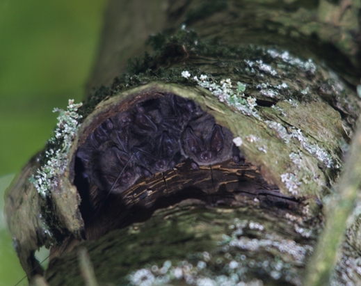 Eine Kolonie Mopsfledermäuse hinter einer Rindenplatte. Foto: R. Leitl