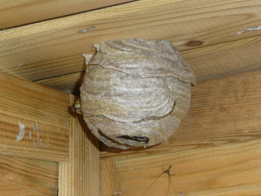 Nest der Sächsischen Wespe. Foto: Stimmler