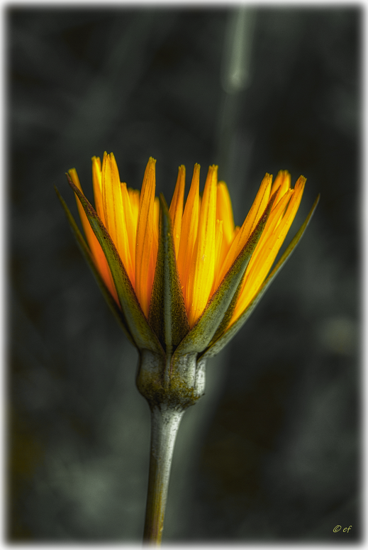 Der Wiesenbocksbart