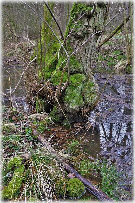 Am Rande eines Wassergrabens