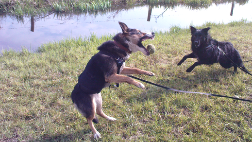 DOGTALKING SUSANNE LAST TIERPSYCHOLOGIE - Der will NICHT spielen.