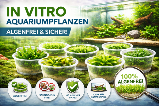 In Vitro Wasserpflanzen bei mir kaufen