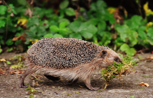 Igel beim Nestbau, Foto: pixabay 