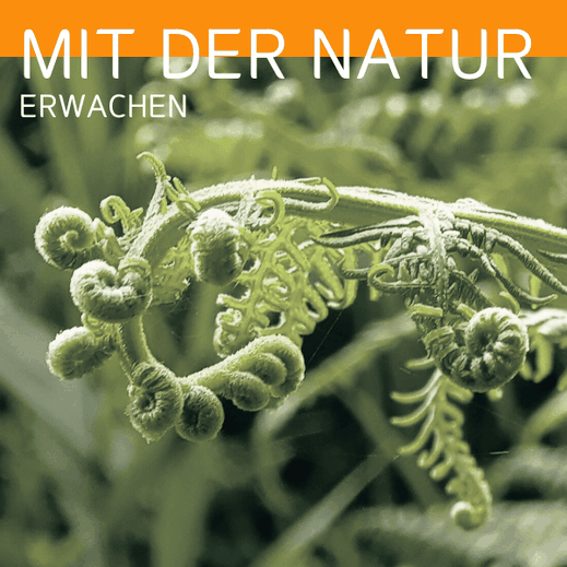 Plakat ‚Mit der Natur erwachen‘. Nahaufnahme einer sich entrollenden Farnpflanze in leuchtendem Grün. Der Hintergrund ist unscharf und verstärkt die natürliche, erwachende Atmosphäre