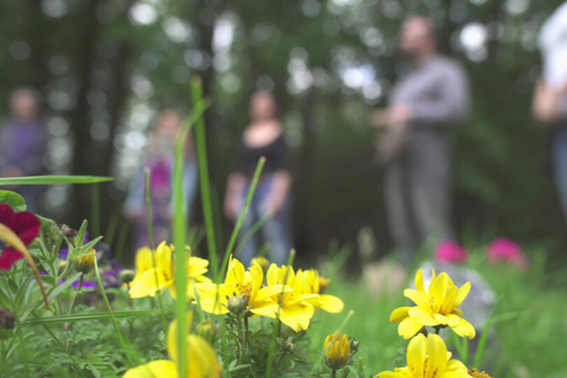 Gelbe Blumen im Vordergrund auf Wiese, unscharf stehende Menschen im Hintergrund im Wald