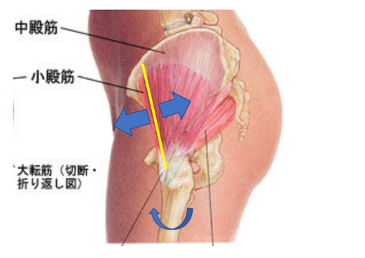 股関節内旋による殿筋の滑り