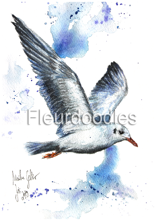 Möwe, Vögel, Tiermalerei, Tierportraits, Tierbilder kaufen, Ölgemälde, Bleistift, Tiere in Aquarell, Tiermaler, Gemälde Tiere modern, Bilder Wohnung, Kunstdrucke, Poster, Leinwand, Drucke, Original Kunst, Bodo Meier, Maike Geller, Fleurdoodles