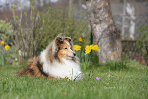 Heaven, 12 Jahre alt und frischgebackene Hunde-Omi