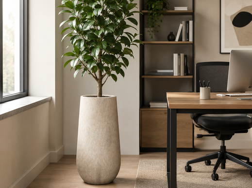 location de plantes pour bureaux à Paris